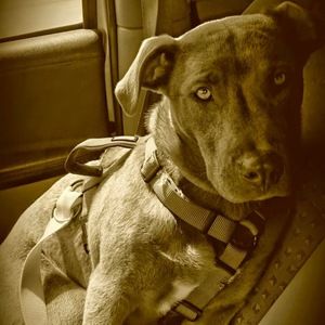 Meet your Posher, Bren